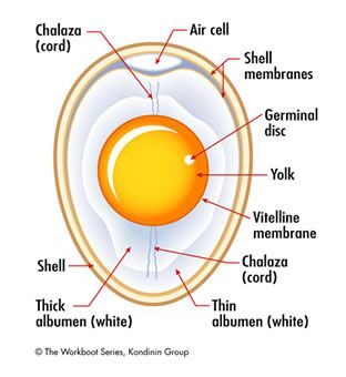 egg anatomy