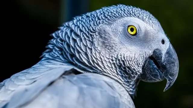 old muture african grey parrot